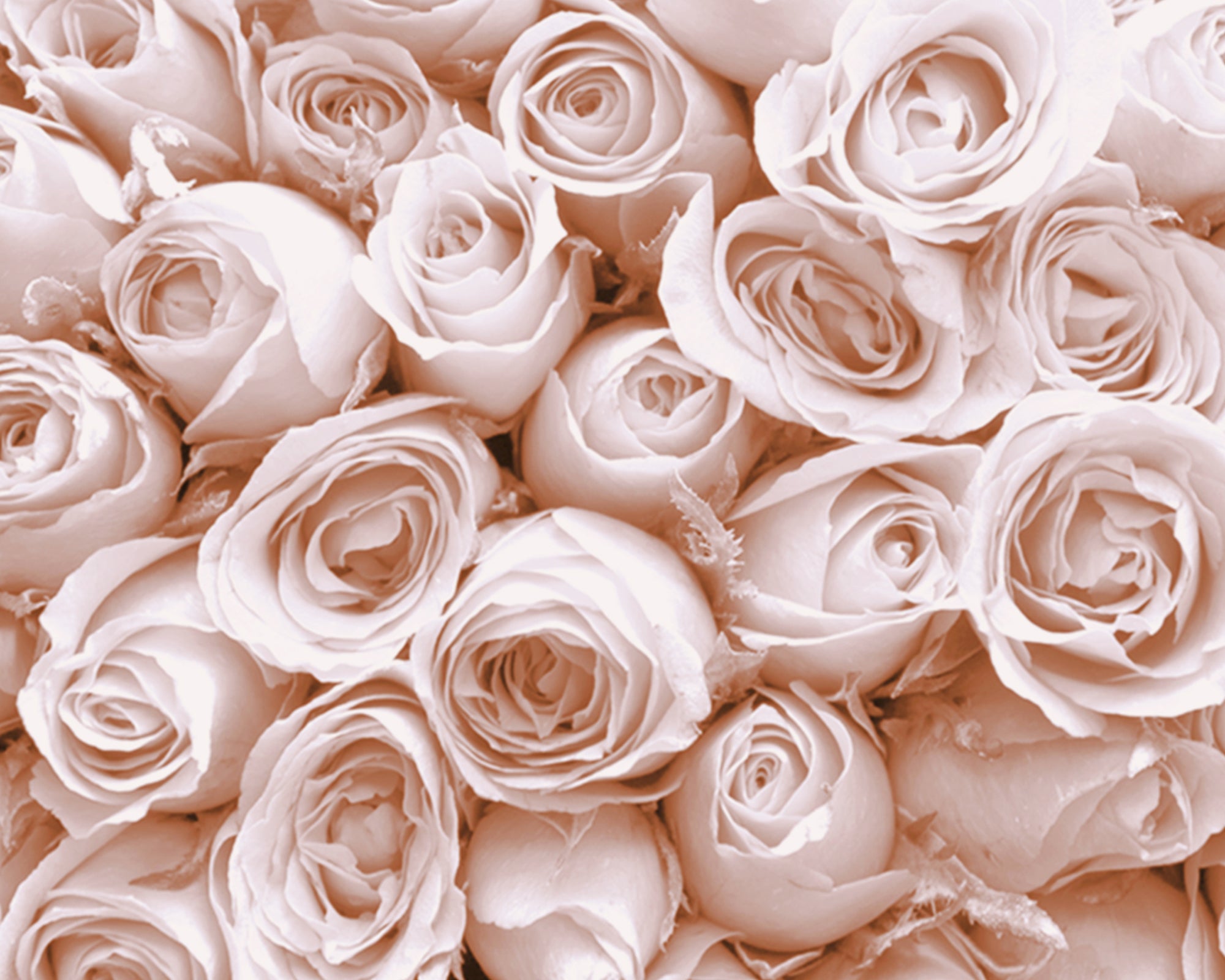 2 imagens ROSAS - 4