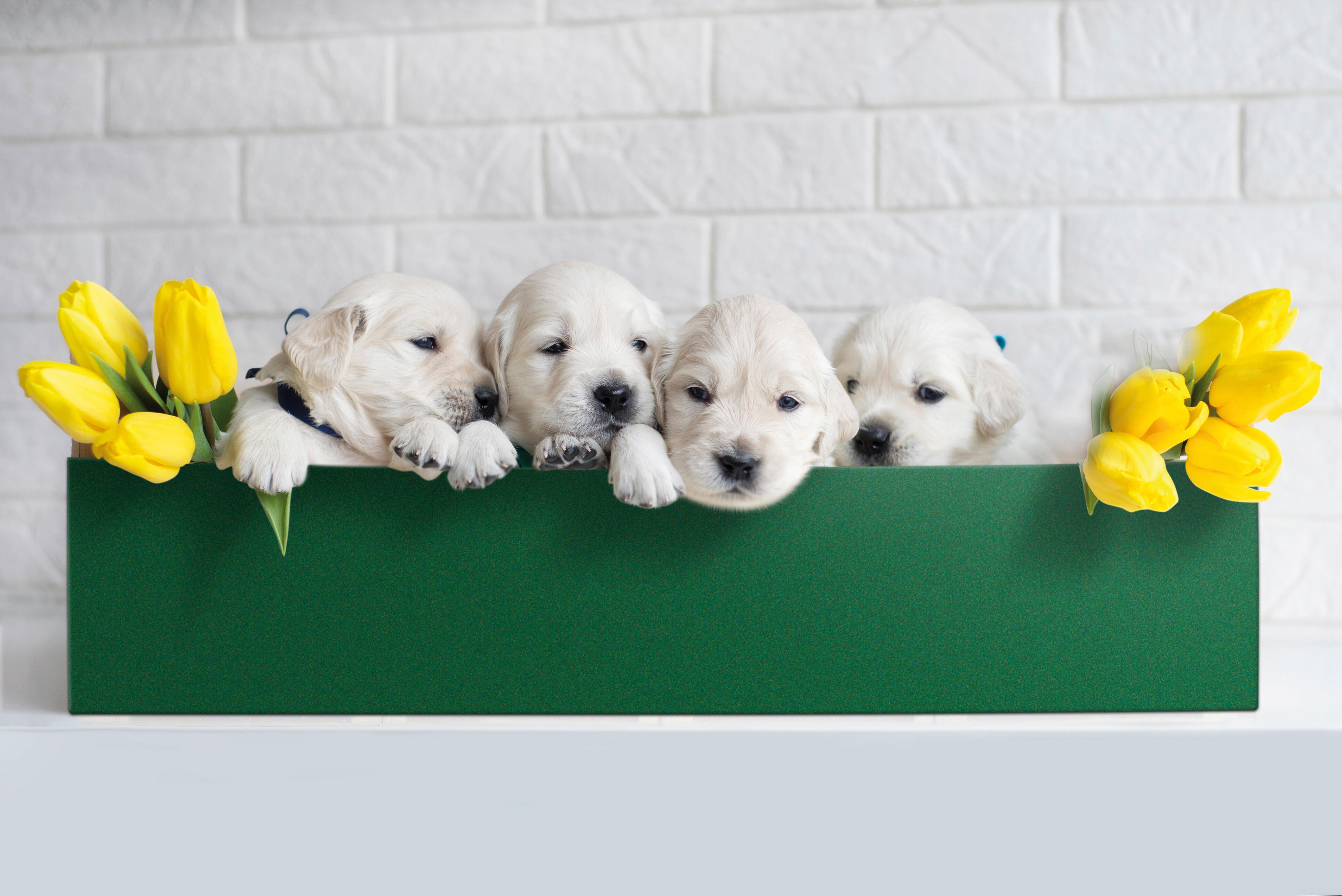 Rolo adesivo VELUDO VERDE - 2