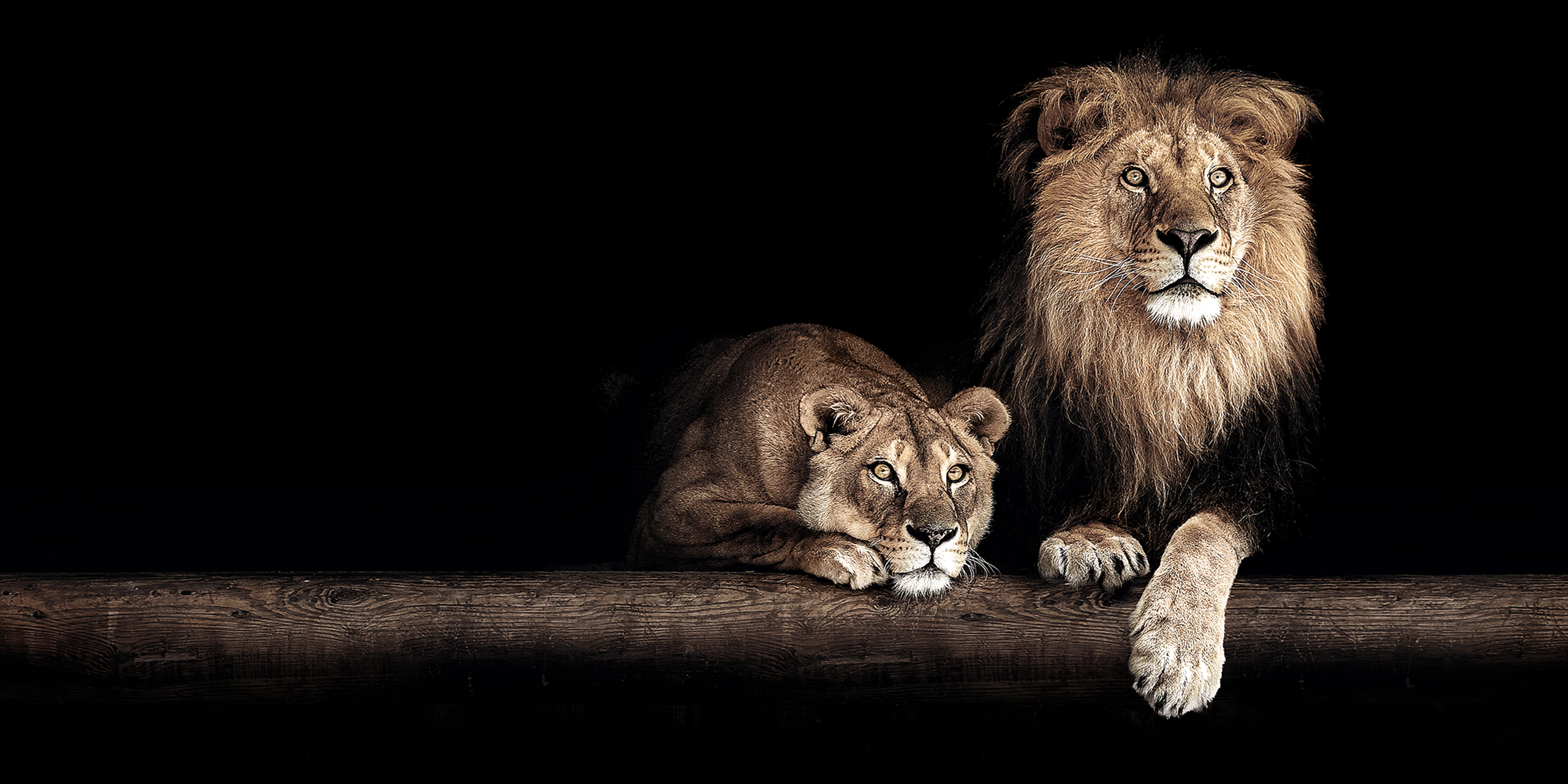 Pintura impresa sin marco animales rectangular de 140 x 70 cm. loneta pareja león multicolor