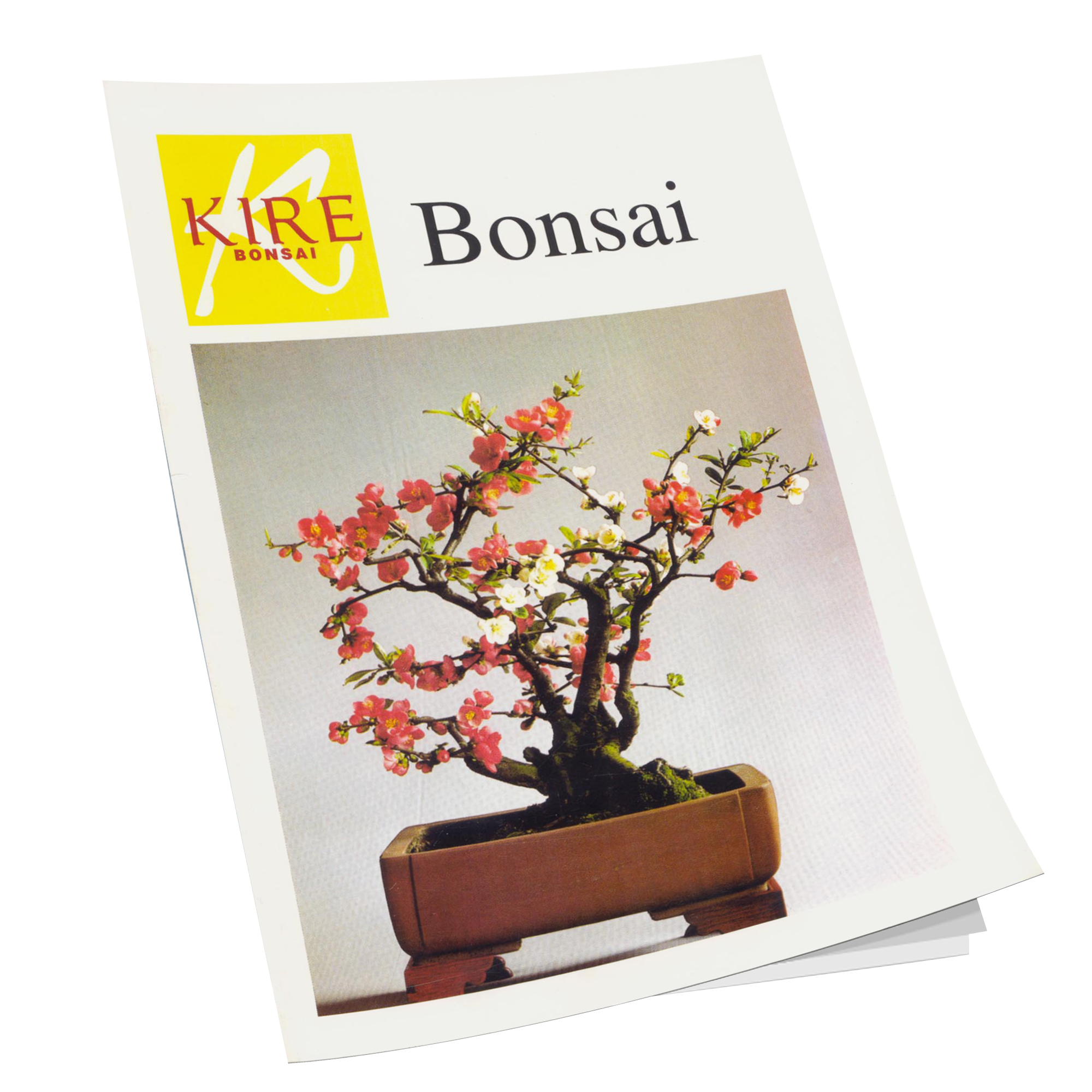 kiyohime bonsai Kiyohime Japanese Maple