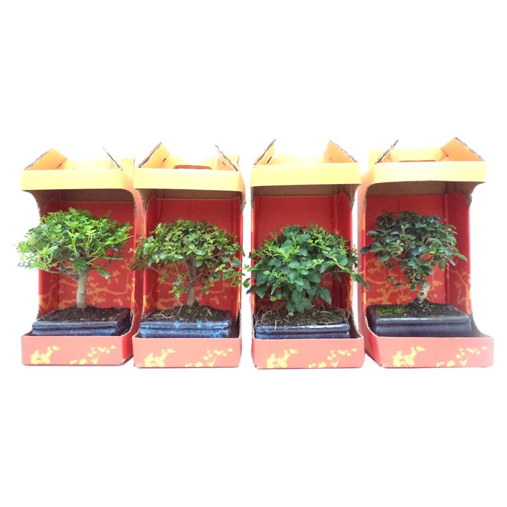 Bonsai 5 anos - 6