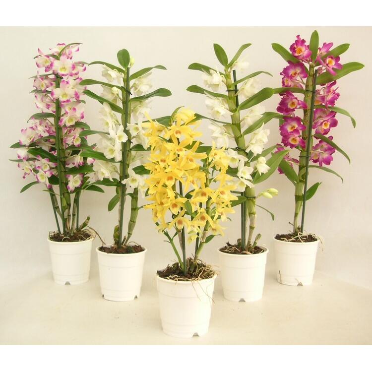 Orquídea ORQUIDEAS DIVERSAS - MIX 3 - 6