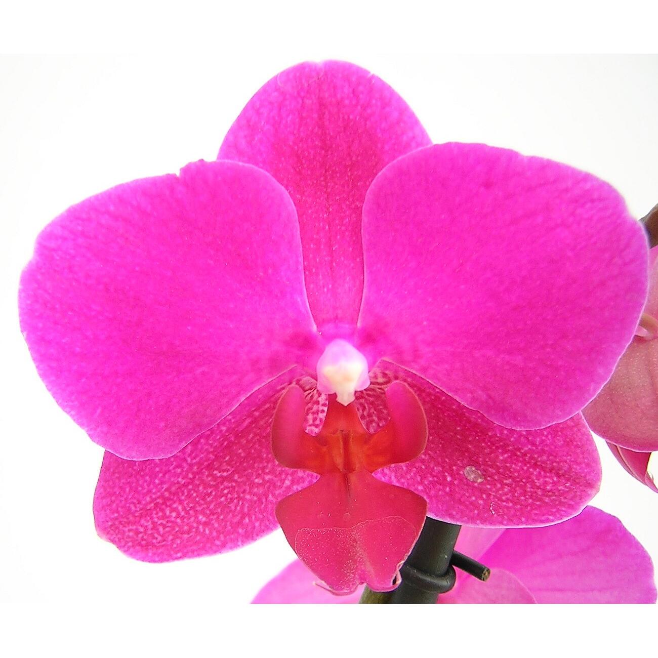 Orquídea ORQUIDEAS PHALAENOPSIS - 6
