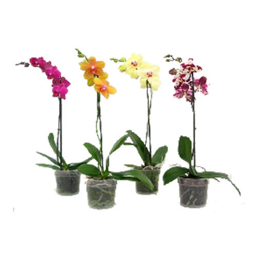 Orquídea ORQUIDEAS PHALAENOPSIS - 5