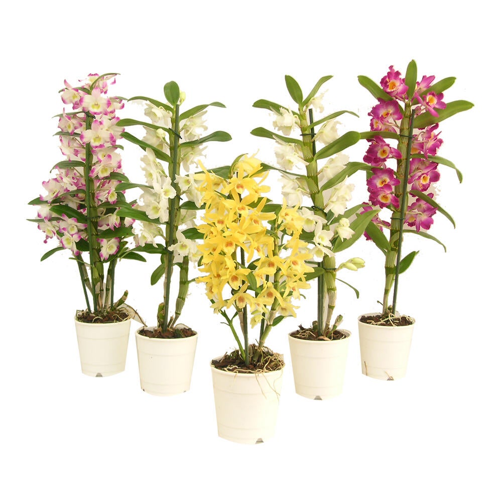 Orquídea ORQUIDEAS DIVERSAS - MIX 3 - 5