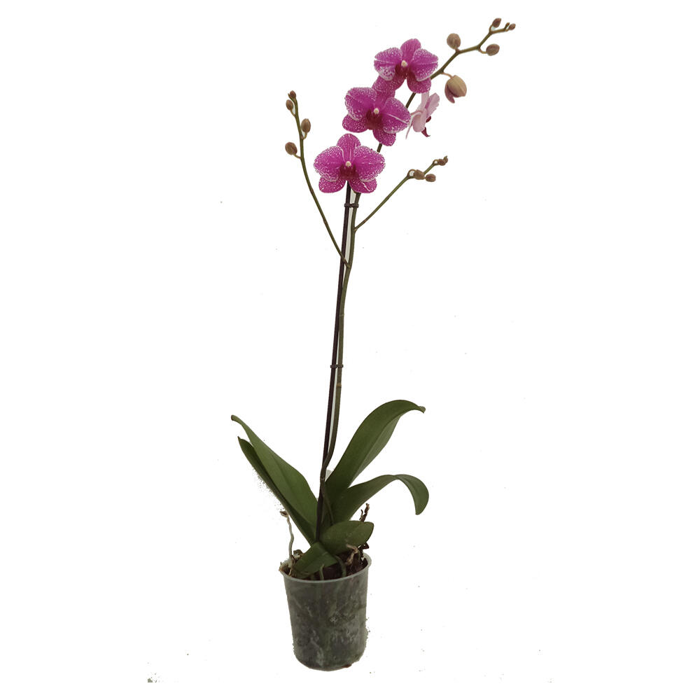 Orquídea ORQUIDEAS PHALAENOPSIS - 4