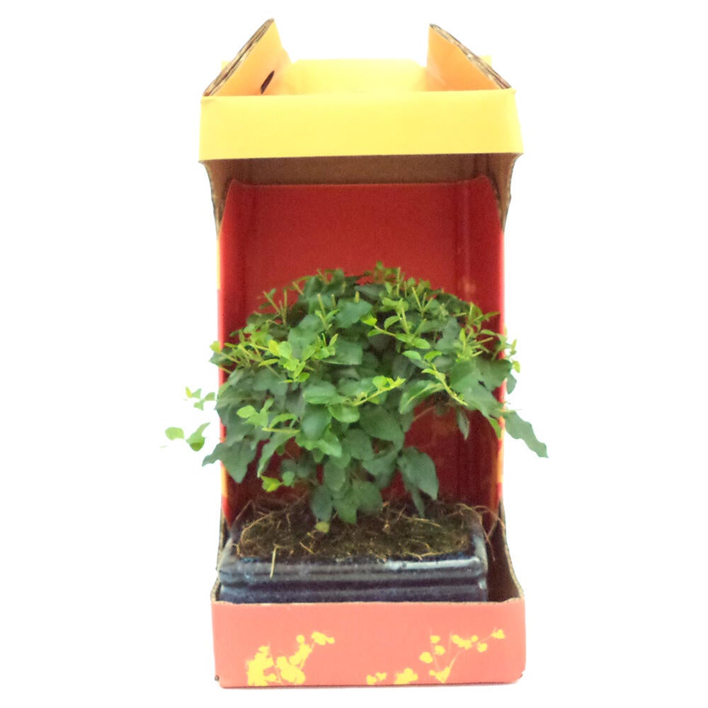 Bonsai 5 anos - 7