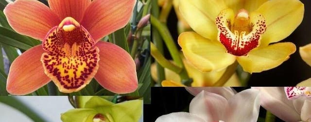 Workshop - Como cuidar de uma Orquídea