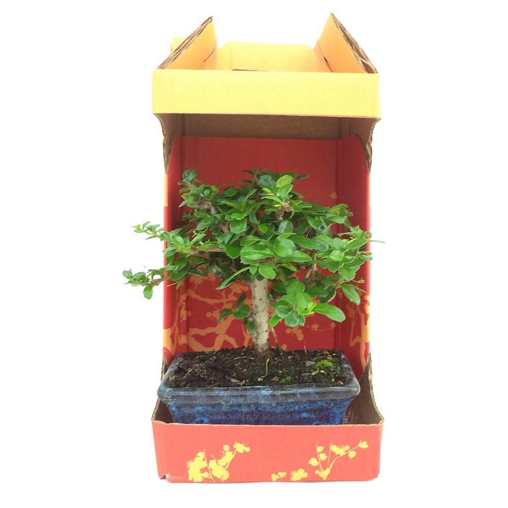 Bonsai 5 anos - 3