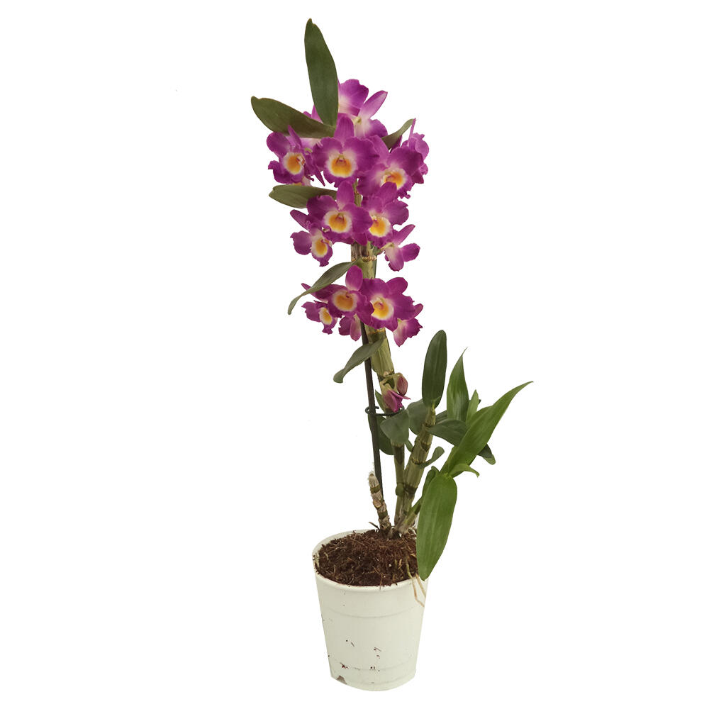 Orquídea ORQUIDEAS DIVERSAS - MIX 3 - 4
