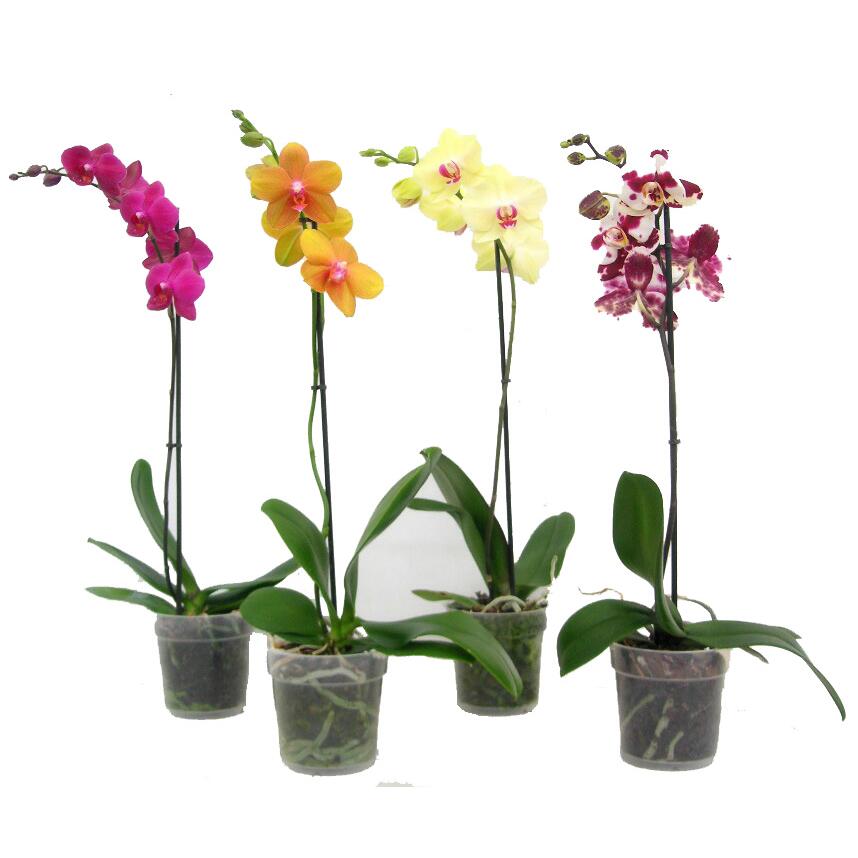 Orquídea ORQUIDEAS PHALAENOPSIS - 3