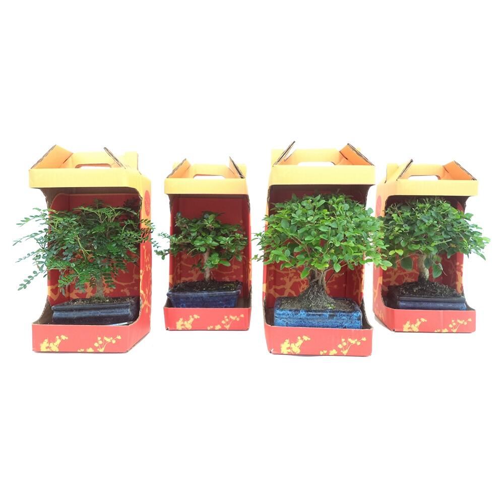 Bonsai 5 anos - 5