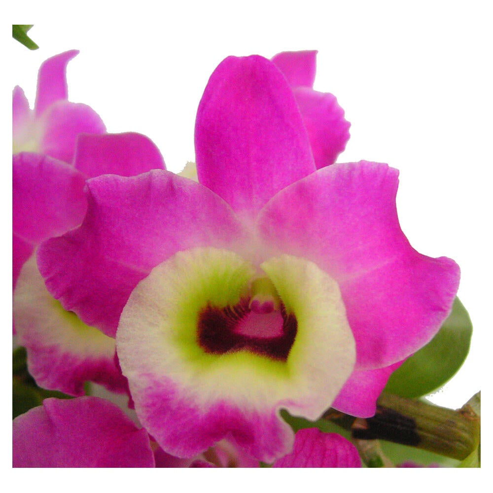 Orquídea ORQUIDEAS DIVERSAS - MIX 3 - 3