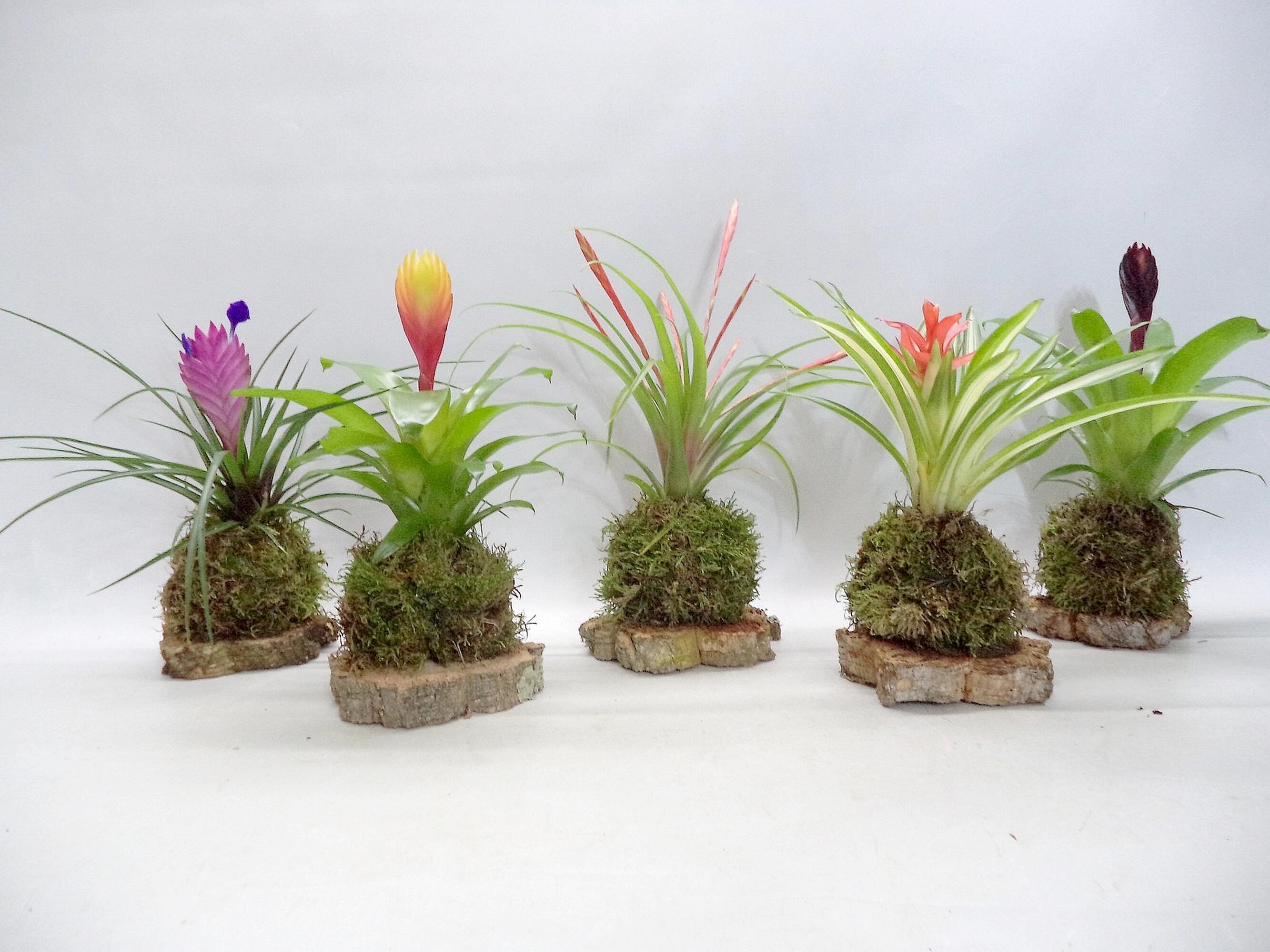 Como criar um kokedama
