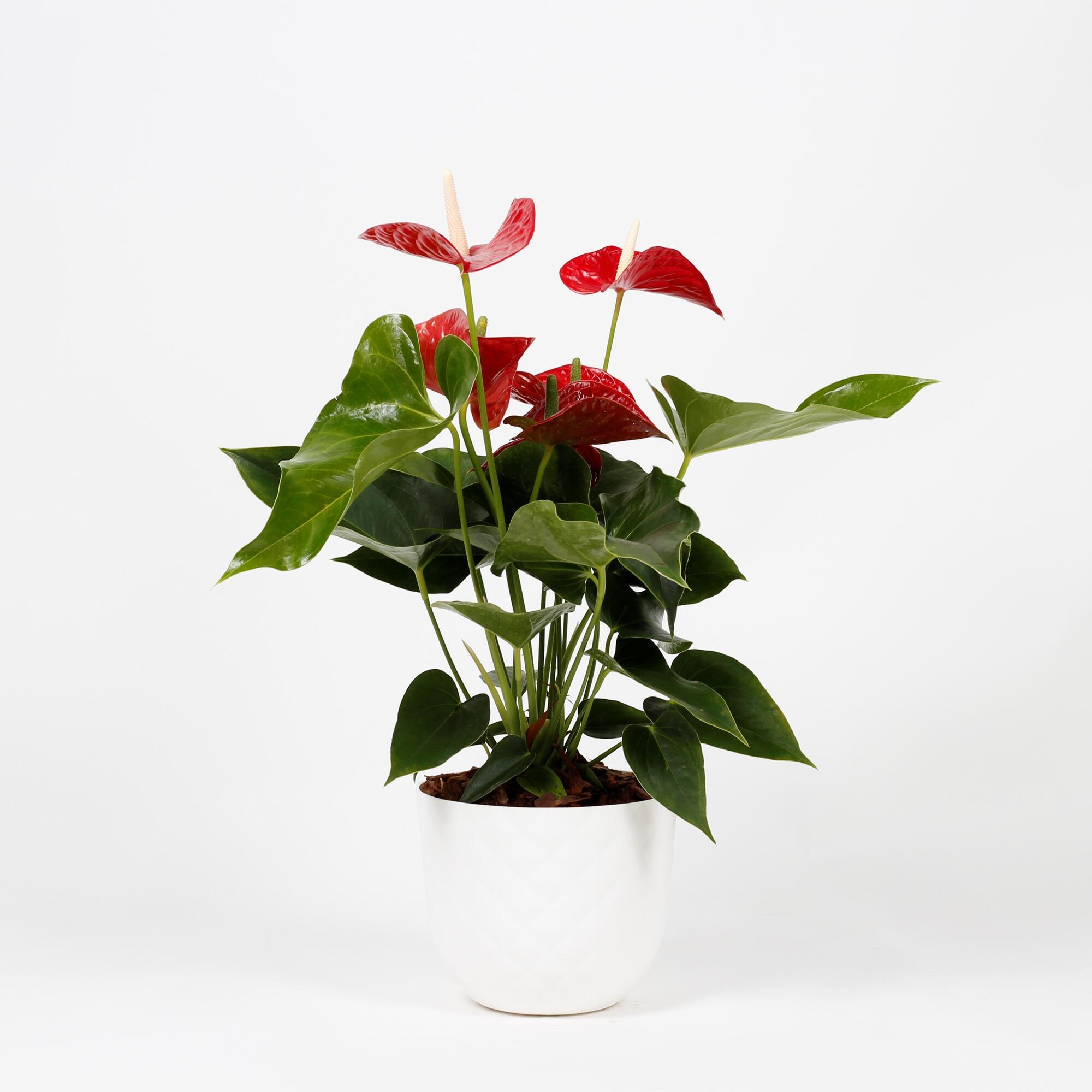 Planta con flores anthurium andreanum 50-60 cm en maceta havana blanca de 20 cm