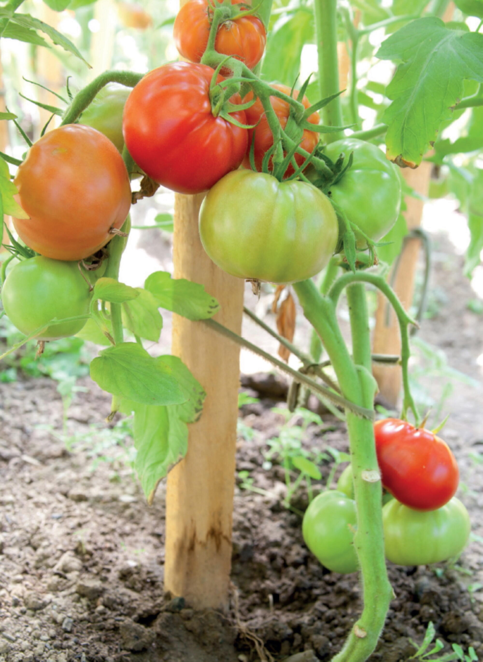 Estaca de madera de 2 m de alto y 6 cm de diámetro - 4