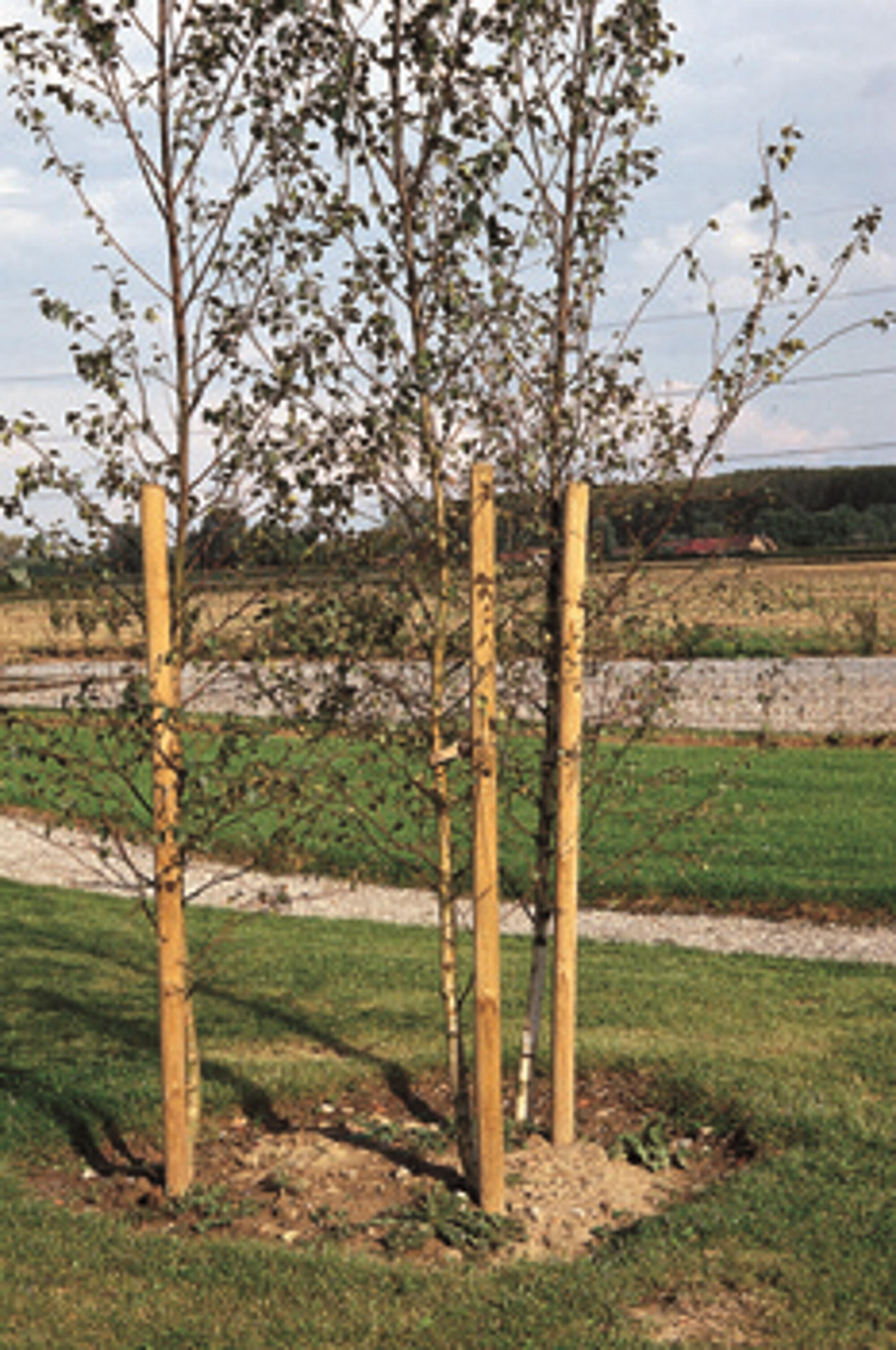 Estaca de madera de 2 m de alto y 6 cm de diámetro - 2