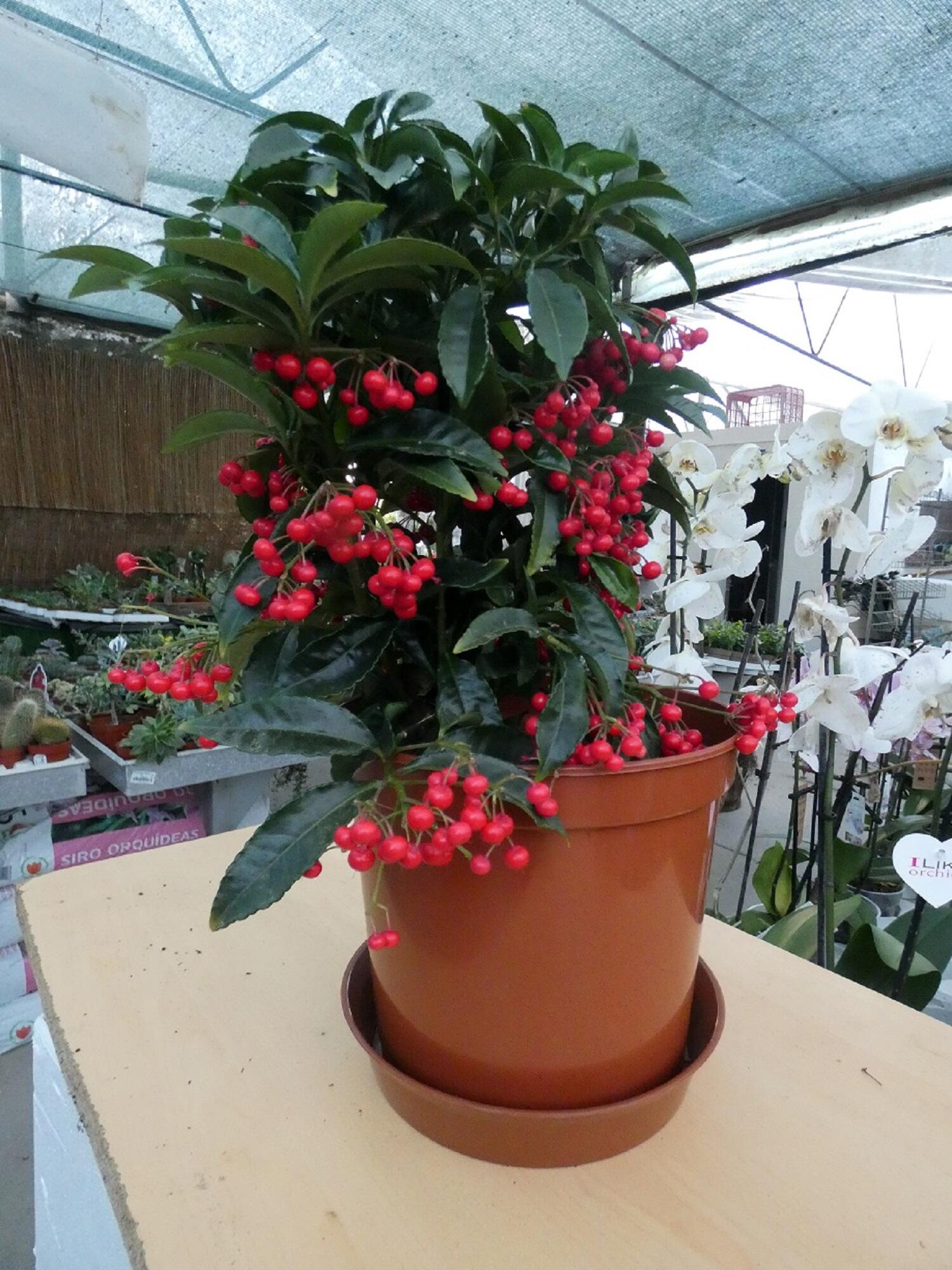 Vaso de plástico CULTURA 8CM TERRACOTA - 3