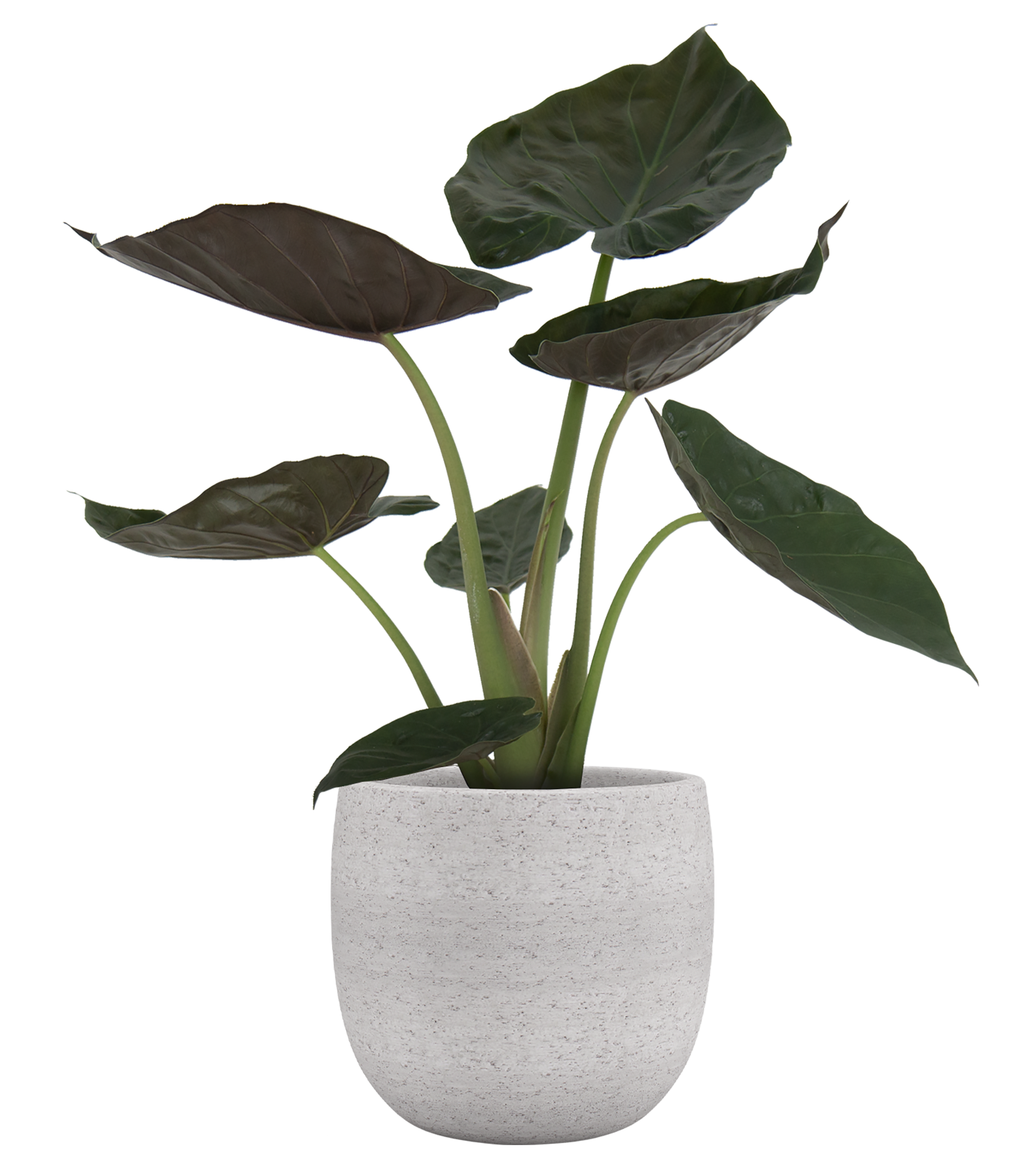 Vaso de cerâmica HEMERA 20CM CREME - 9
