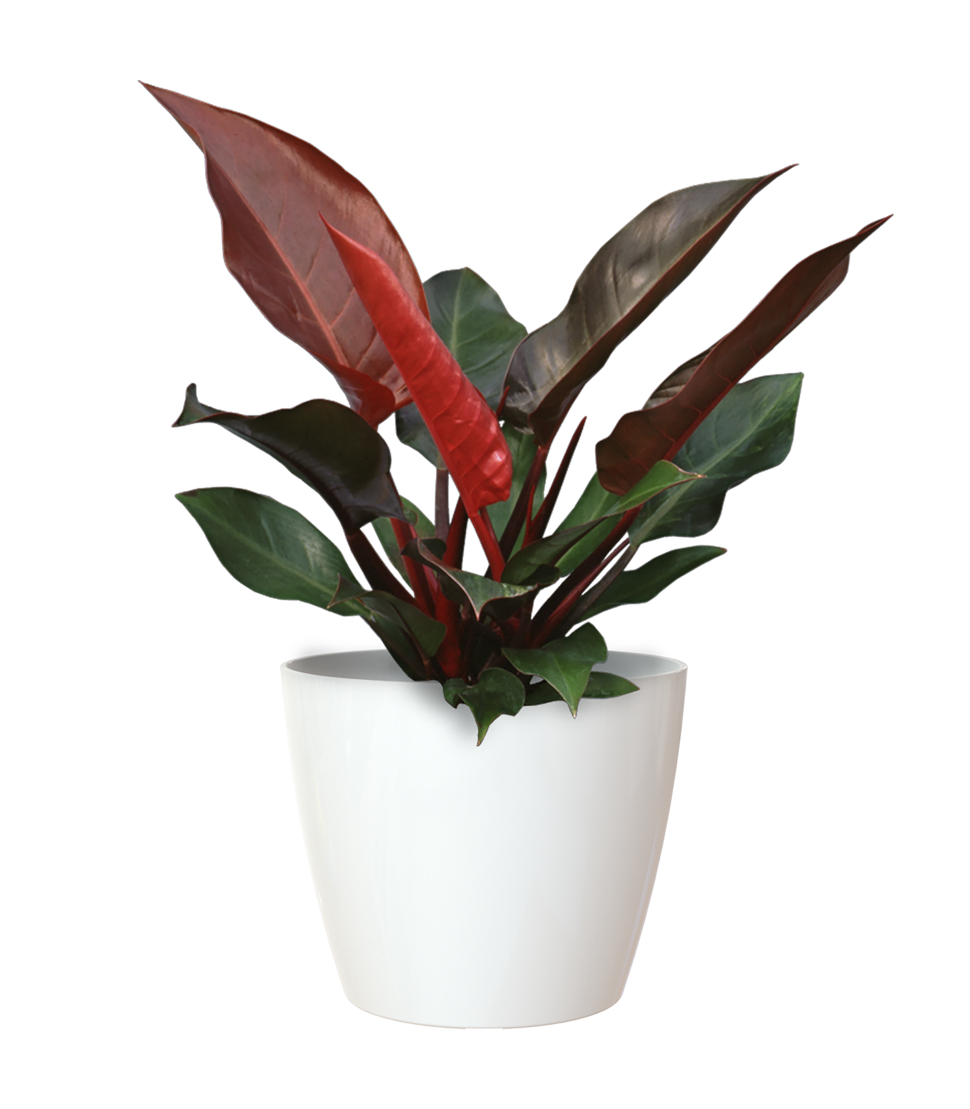 Vaso Sanremo ARTEVASI in polipropilene bianco lucido H 7.5 x ø 9 cm - 4