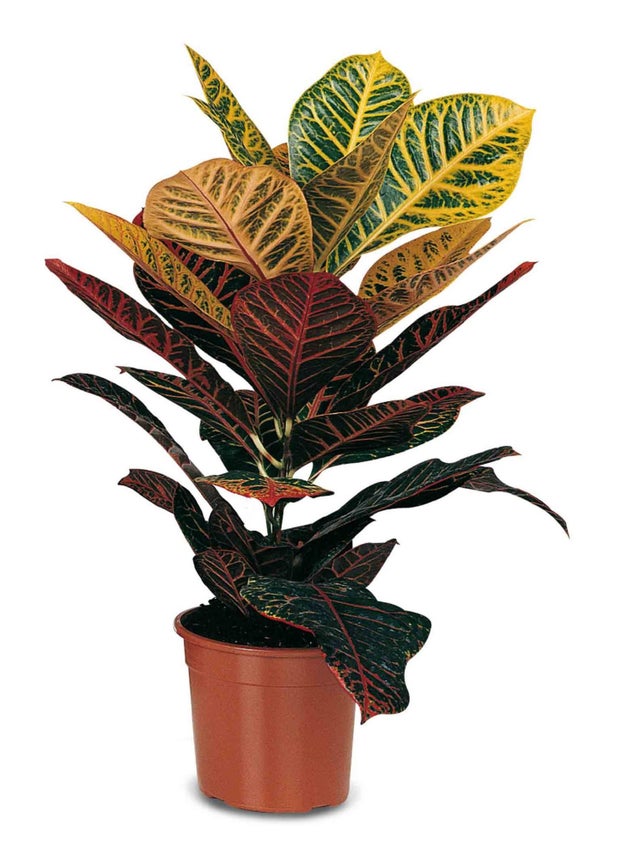 Vaso de plástico CULTURA 10CM TERRACOTA