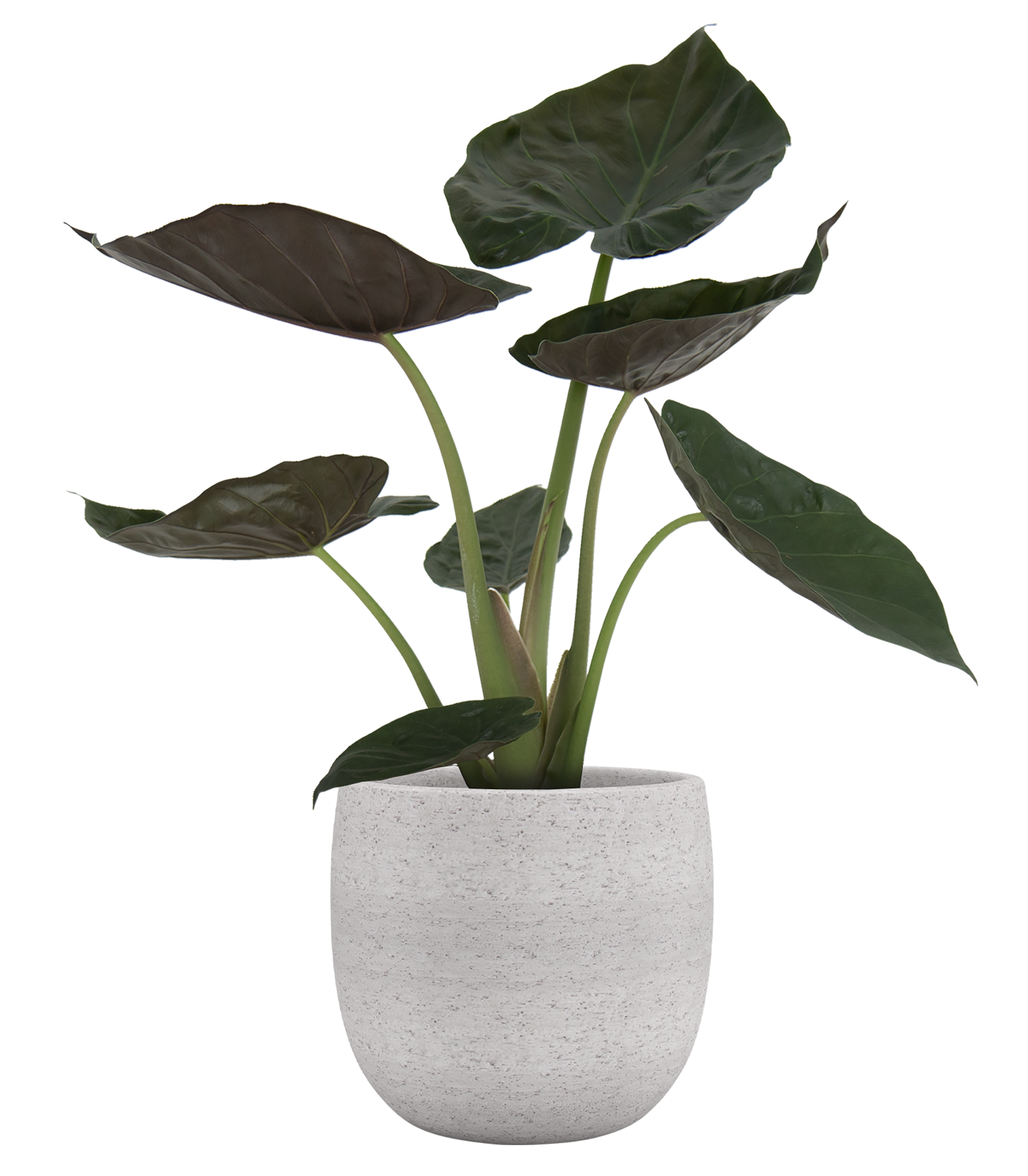 Vaso de cerâmica HEMERA 39CM CREME - 8