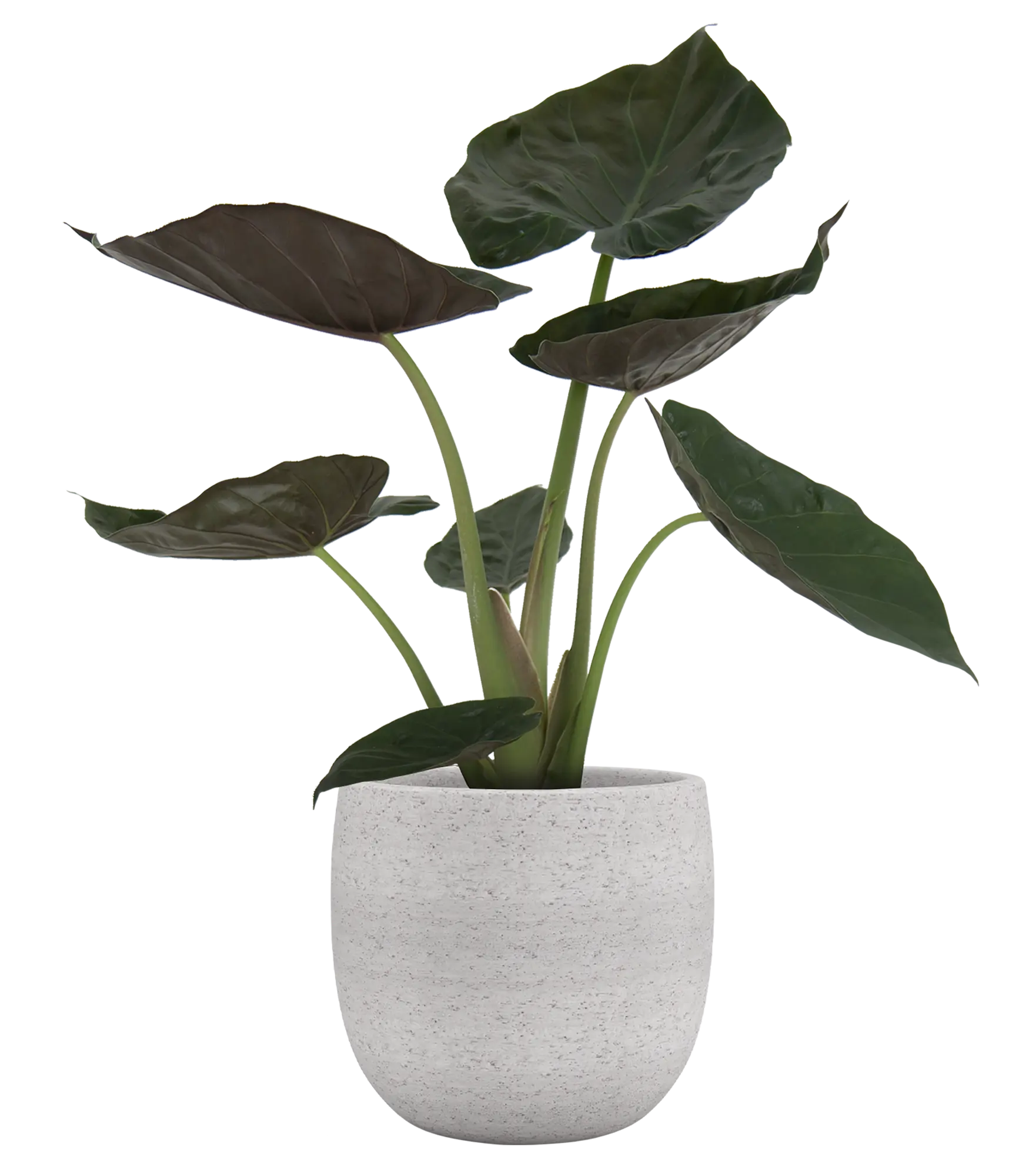 Vaso de cerâmica HEMERA 33CM CREME - 5