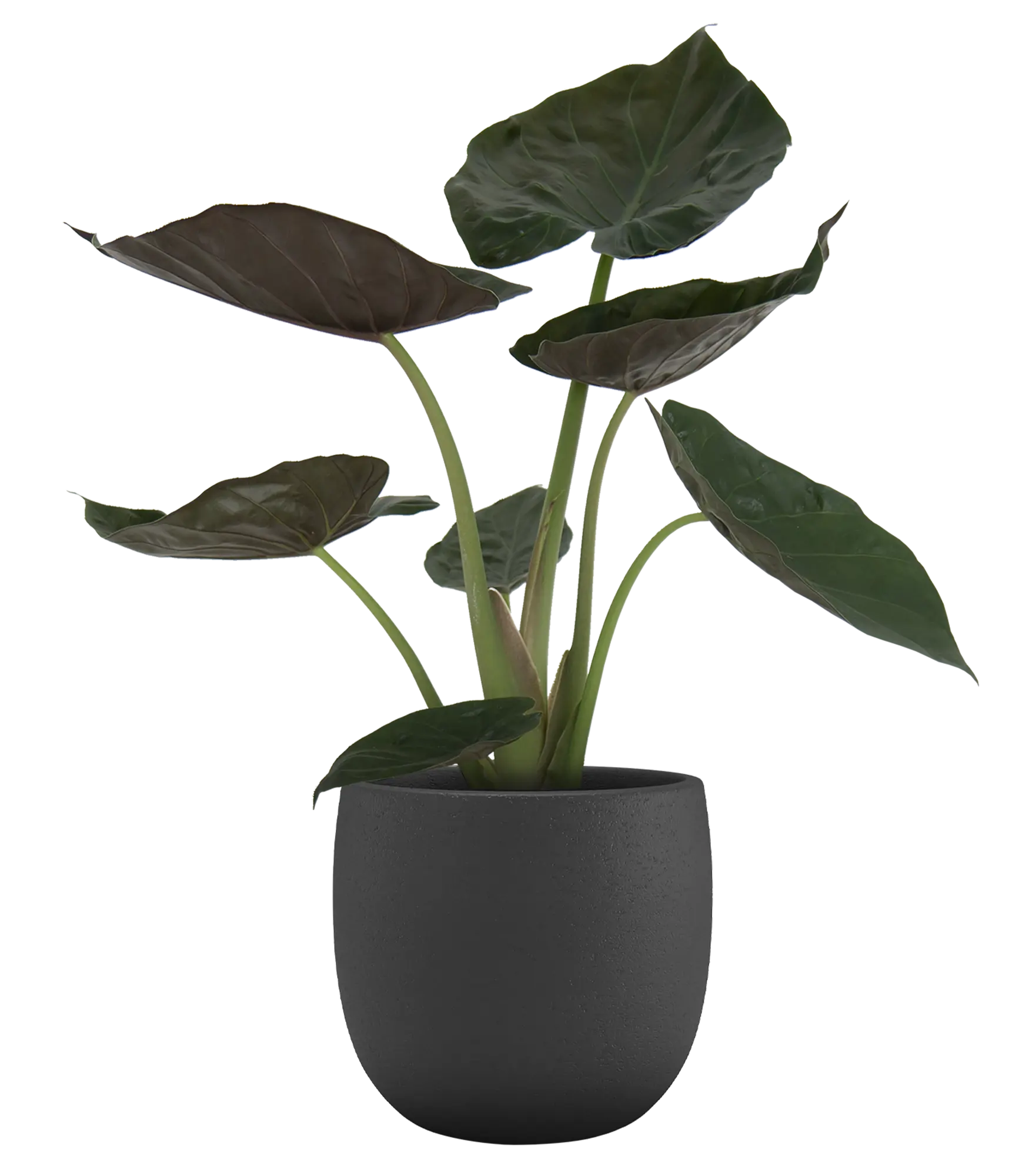 Vaso de cerâmica HEMERA 29CM ANTRACITE - 5