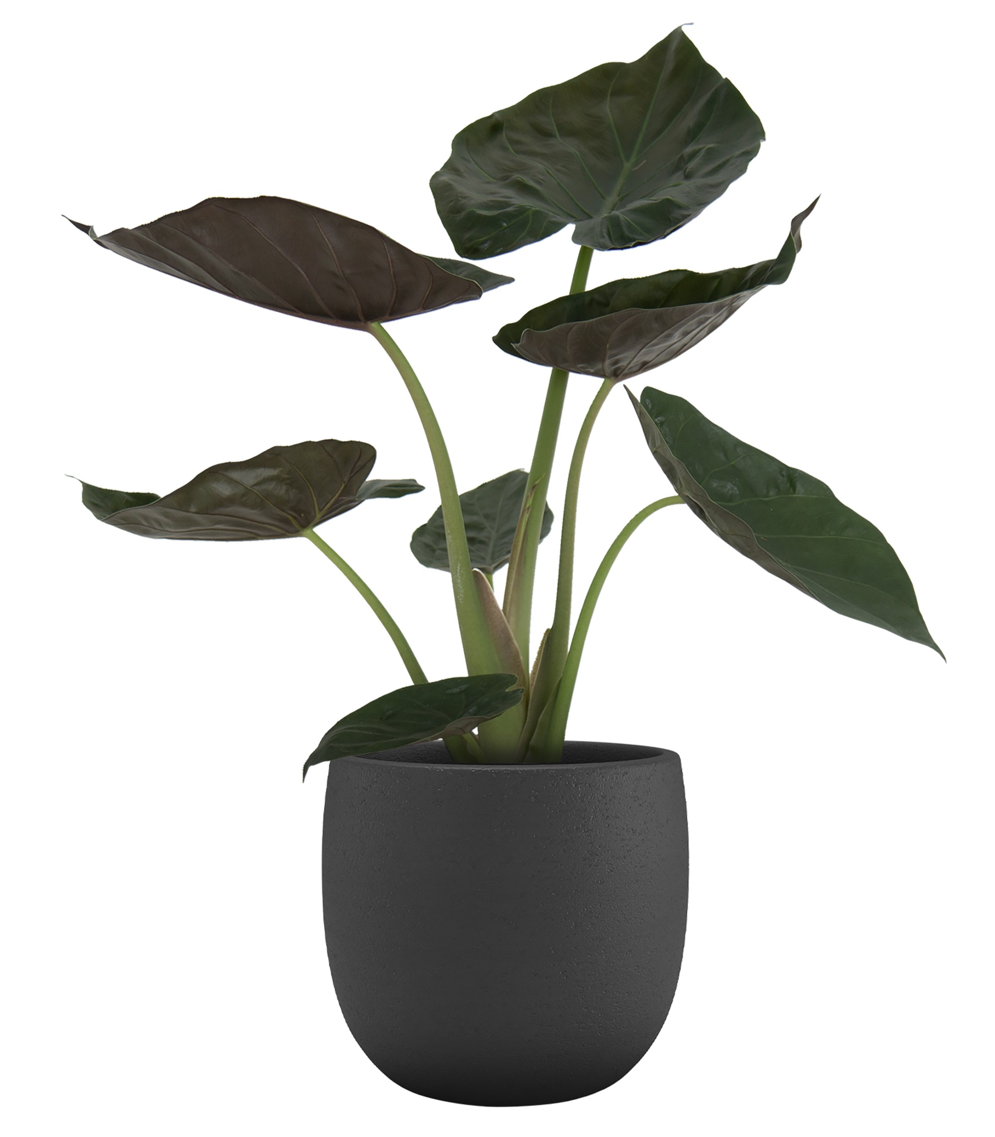 Vaso de cerâmica HEMERA 25CM ANTRACITE - 2