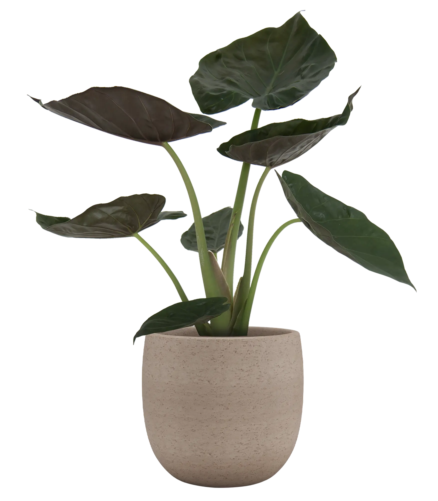 Vaso de cerâmica HEMERA 39CM TORTORA - 4