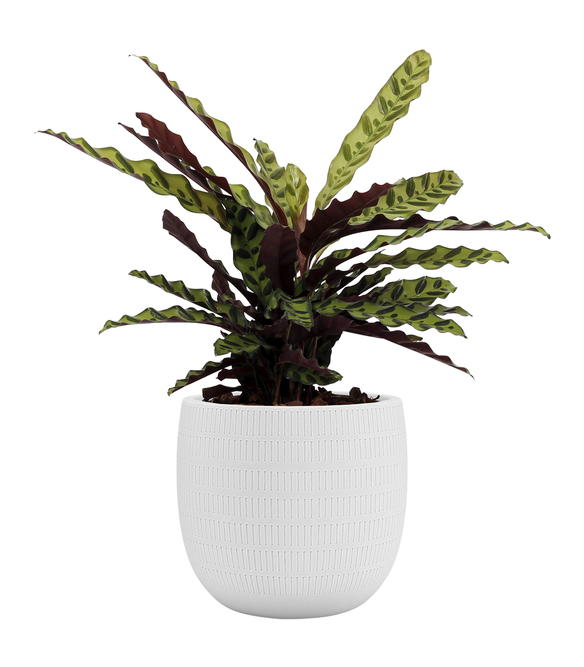 Vaso de cerâmica AURA 25 cm BRANCO ARTEVASI - 4