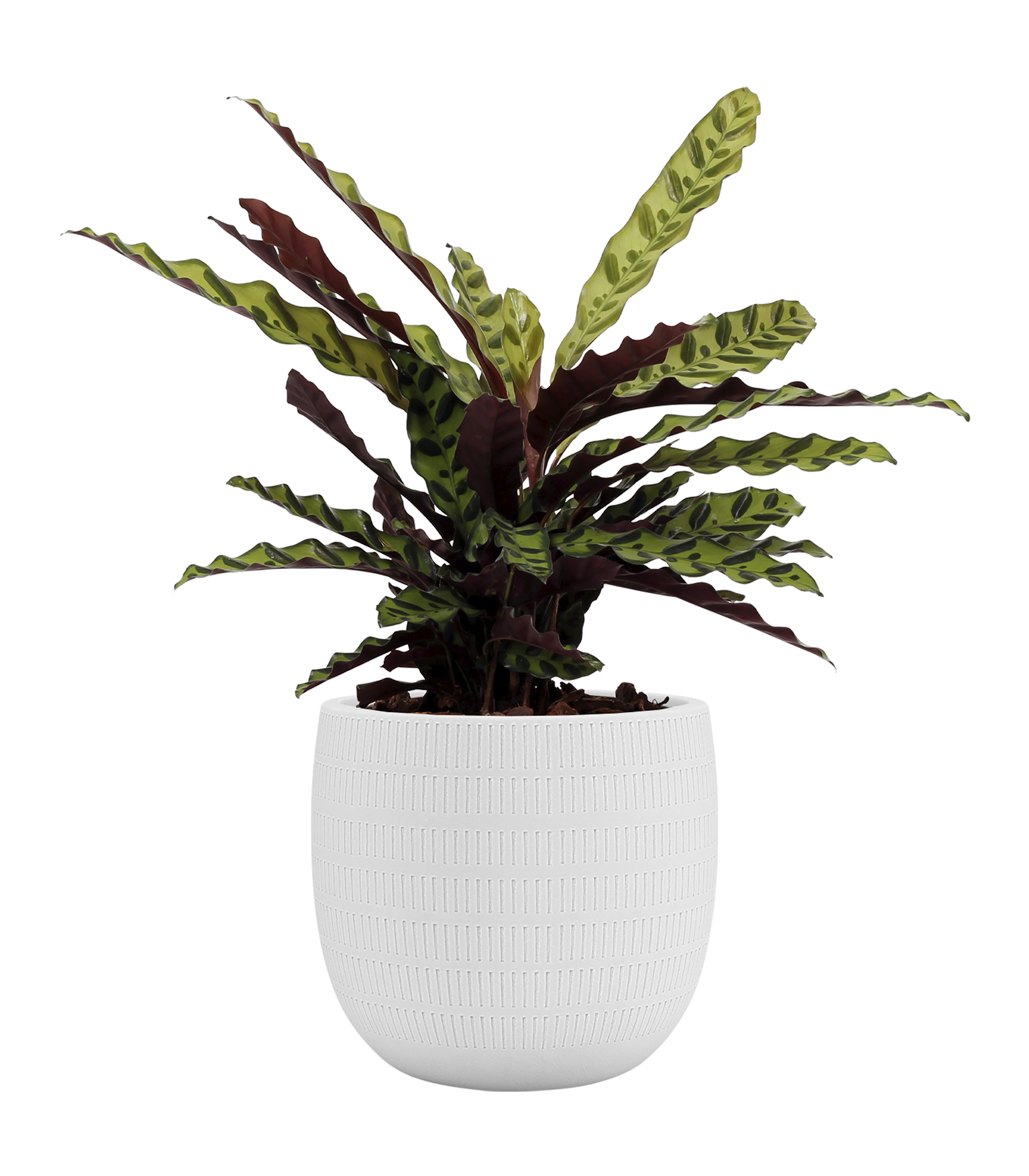Vaso de cerâmica AURA 29CM BRANCO - 5