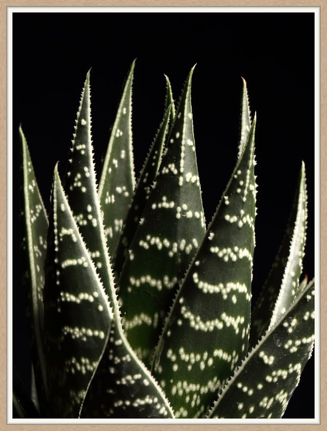 Moldura com imagem CACTOS 2 30X40CM