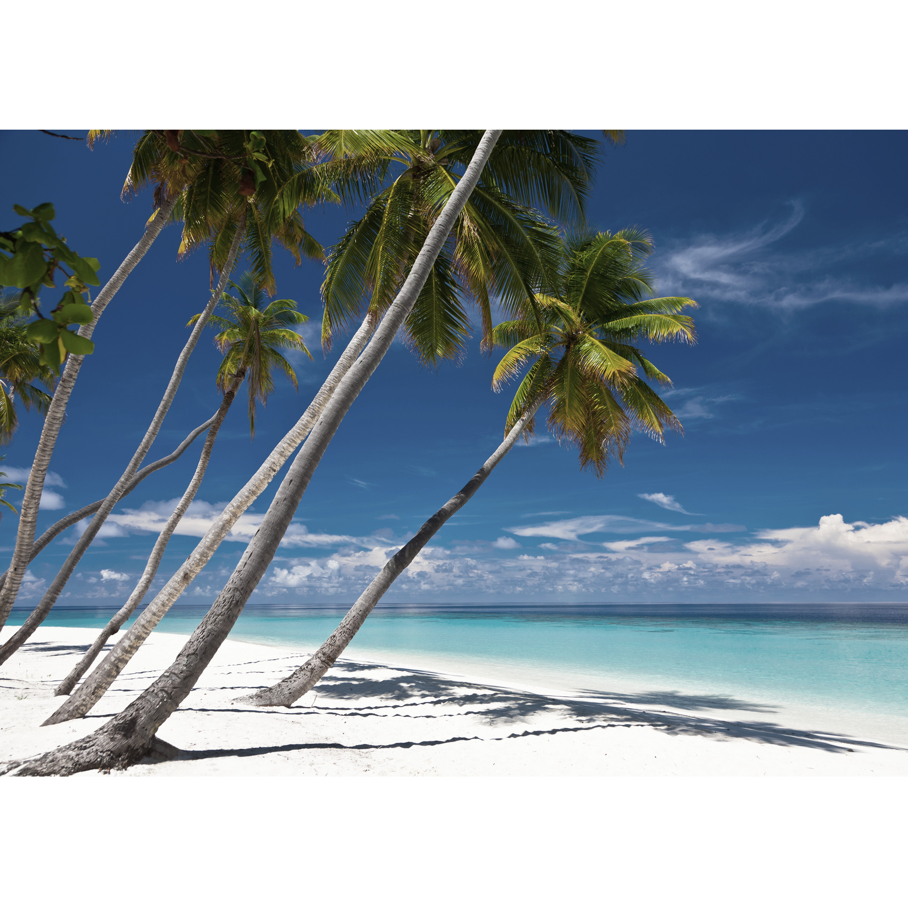 Tela impressa PALMEIRAS - 2