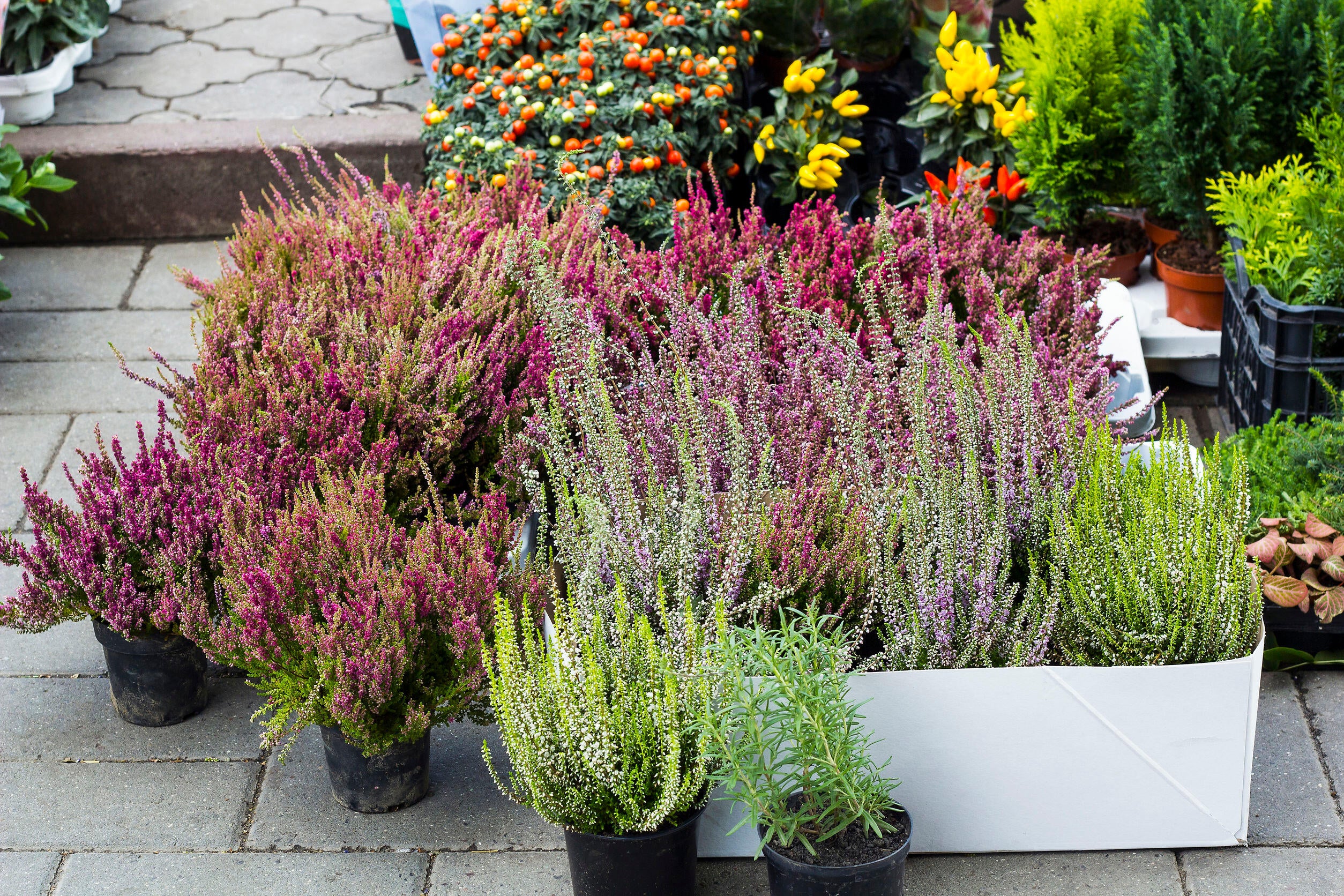 Plantas que no pueden faltar este otoño en tu casa