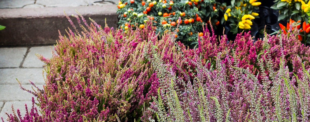 Plantas que no pueden faltar este otoño en tu casa | Leroy Merlin