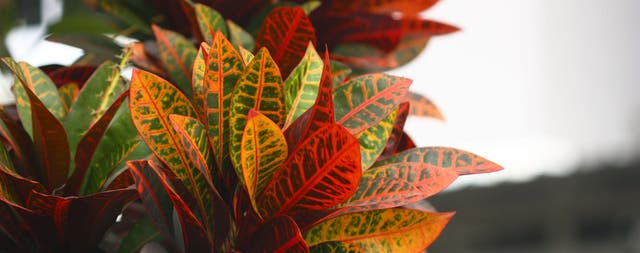 Calathea: sus cuidados y mantenimiento | Leroy Merlin