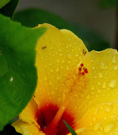 Hibiscus. Cuidados y características de la planta | Leroy Merlin