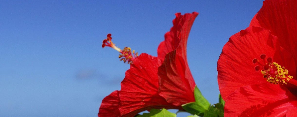 Hibiscus. Cuidados y características de la planta | Leroy Merlin