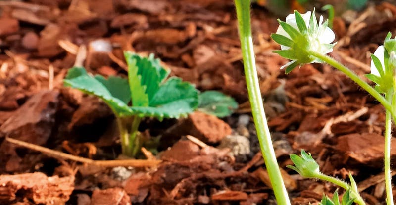 Acolchados, los aliados de tu huerto y el suelo de tu jardín