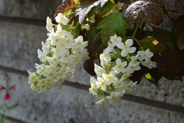 todo-sobre-las-hortensias-blancas-02