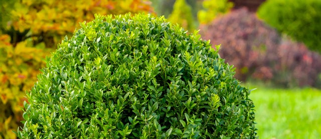 Plantas que no pueden faltar este otoño en tu casa