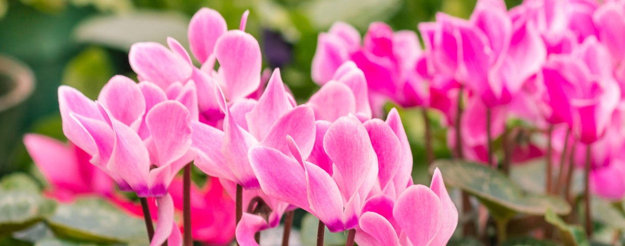 Ciclamen: cuidados y cultivo de la flor de invierno más bonita | Leroy  Merlin