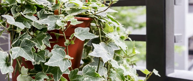 Plantas que no pueden faltar este otoño en tu casa