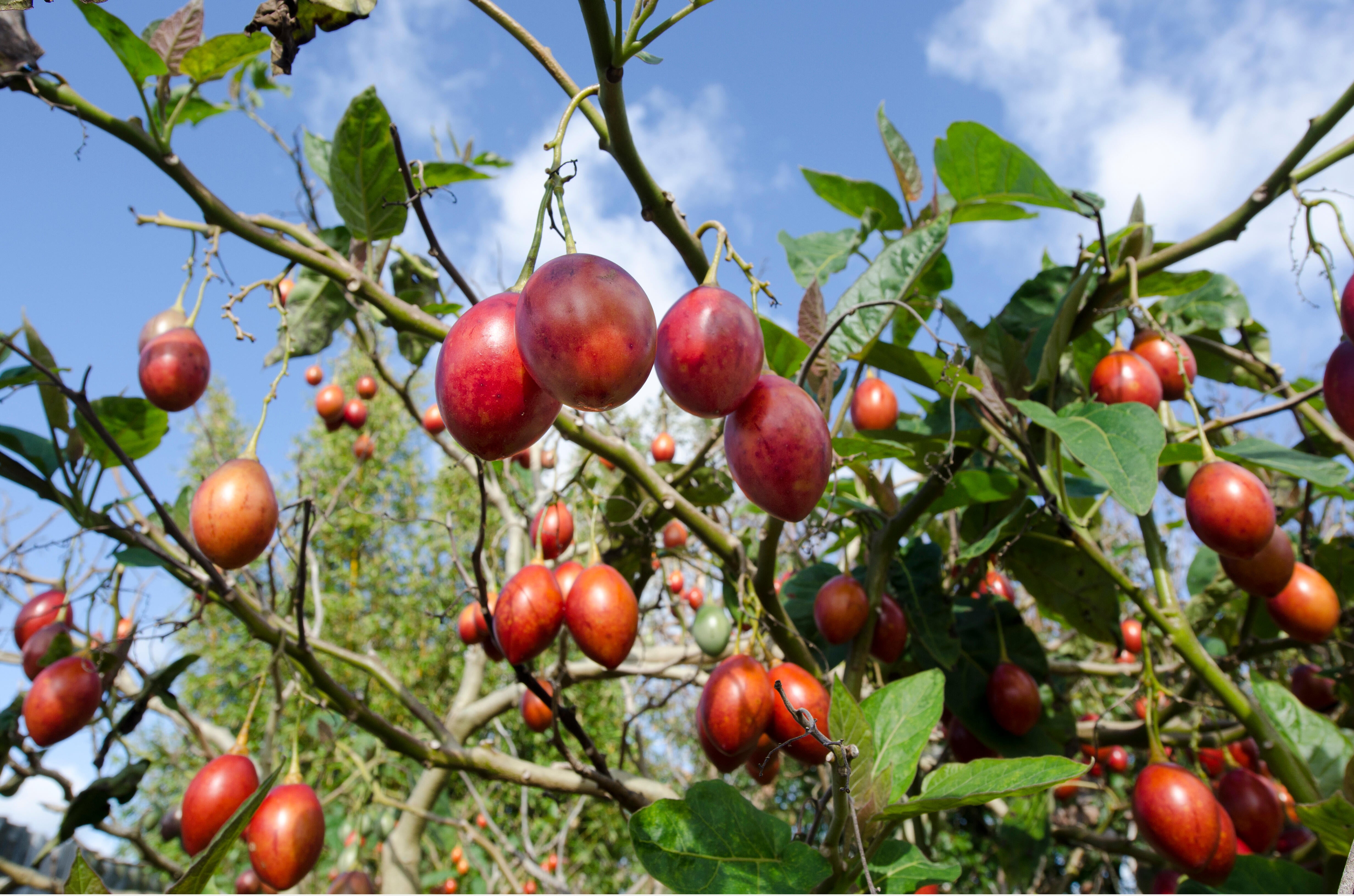 5 graines de tamarillo, solanum betaceum, tomate en arbre, prune du