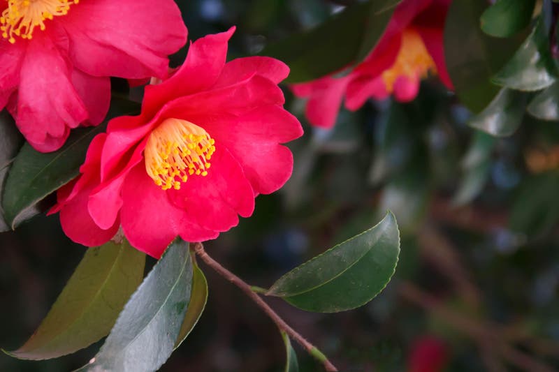 Plantas acidófilas: un jardín frondoso todo el año | Leroy Merlin