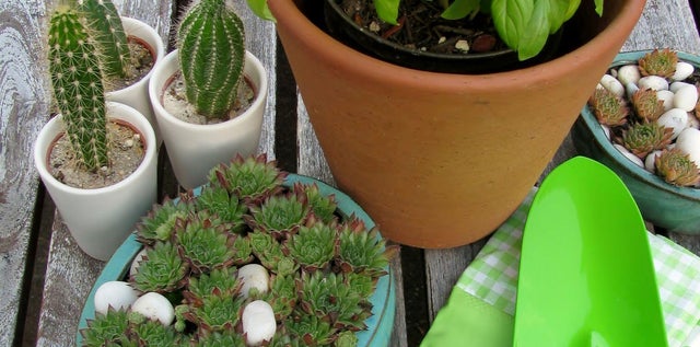 Cactus: caractersticas y cuidados | Leroy Merlin