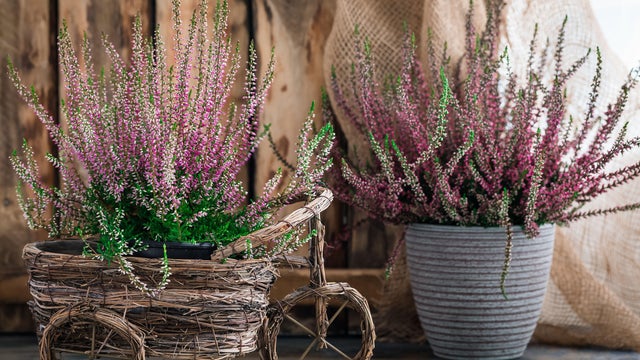 Plantas que no pueden faltar este otoño en tu casa