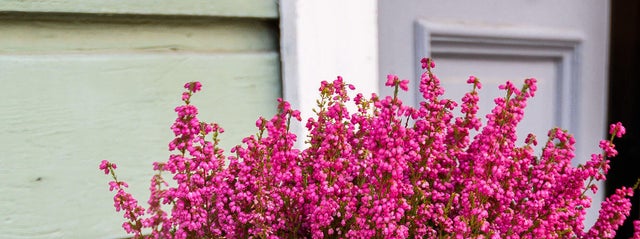 Plantas que no pueden faltar este otoño en tu casa