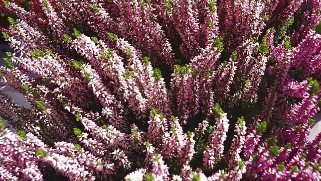 Erica gracilis o brezo rosa, una planta de invierno fácil de cuidar ...
